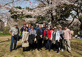 Japan Cherry Blossom Tour Photo