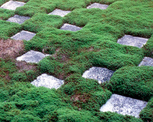 Tofoku-ji Garden